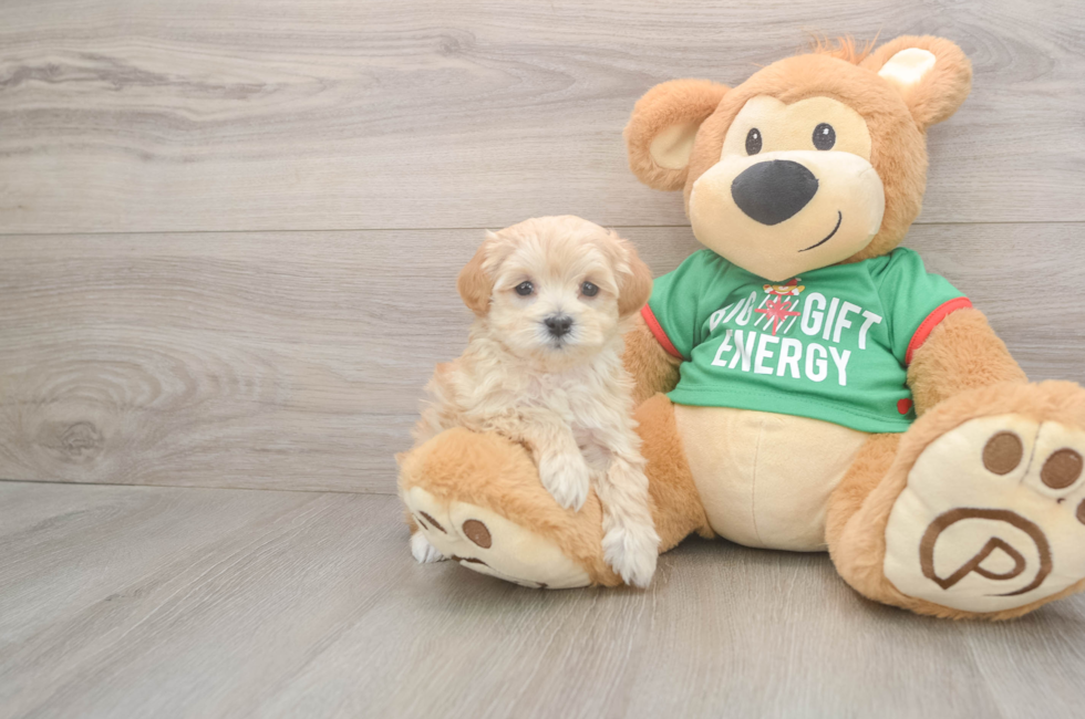 5 week old Maltipoo Puppy For Sale - Simply Southern Pups