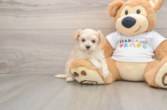 Playful Multipoo Poodle Mix Puppy