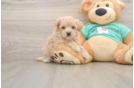 Petite Maltipoo Poodle Mix Pup
