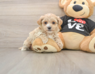 8 week old Maltipoo Puppy For Sale - Simply Southern Pups