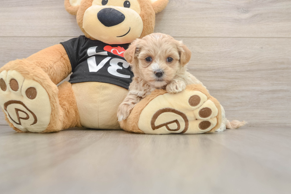Energetic Moodle Poodle Mix Puppy