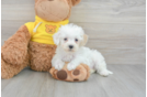 Maltipoo Pup Being Cute