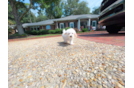 Cute Maltipoo Poodle Mix Pup