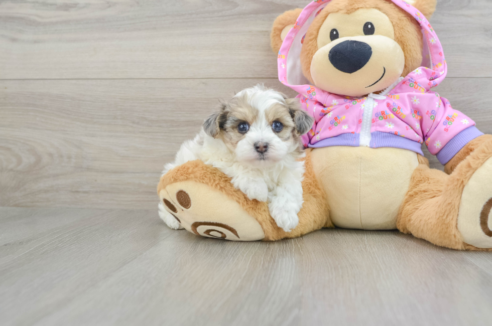 7 week old Maltipoo Puppy For Sale - Simply Southern Pups