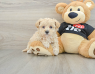 8 week old Maltipoo Puppy For Sale - Simply Southern Pups