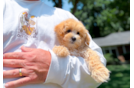 Cute Maltipoo Poodle Mix Pup