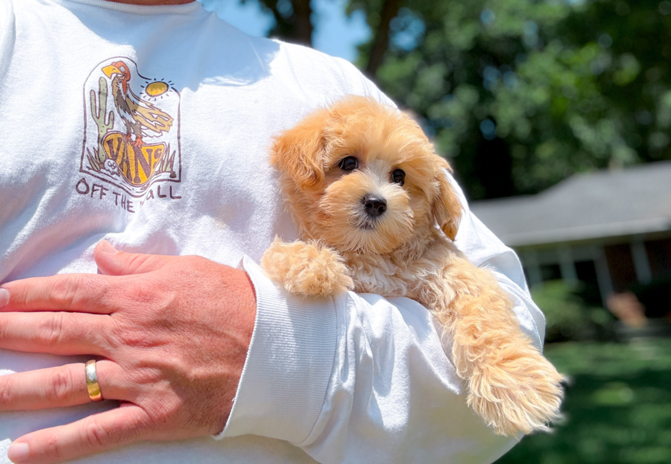 Cute Maltipoo Poodle Mix Pup