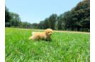 Maltipoo Pup Being Cute