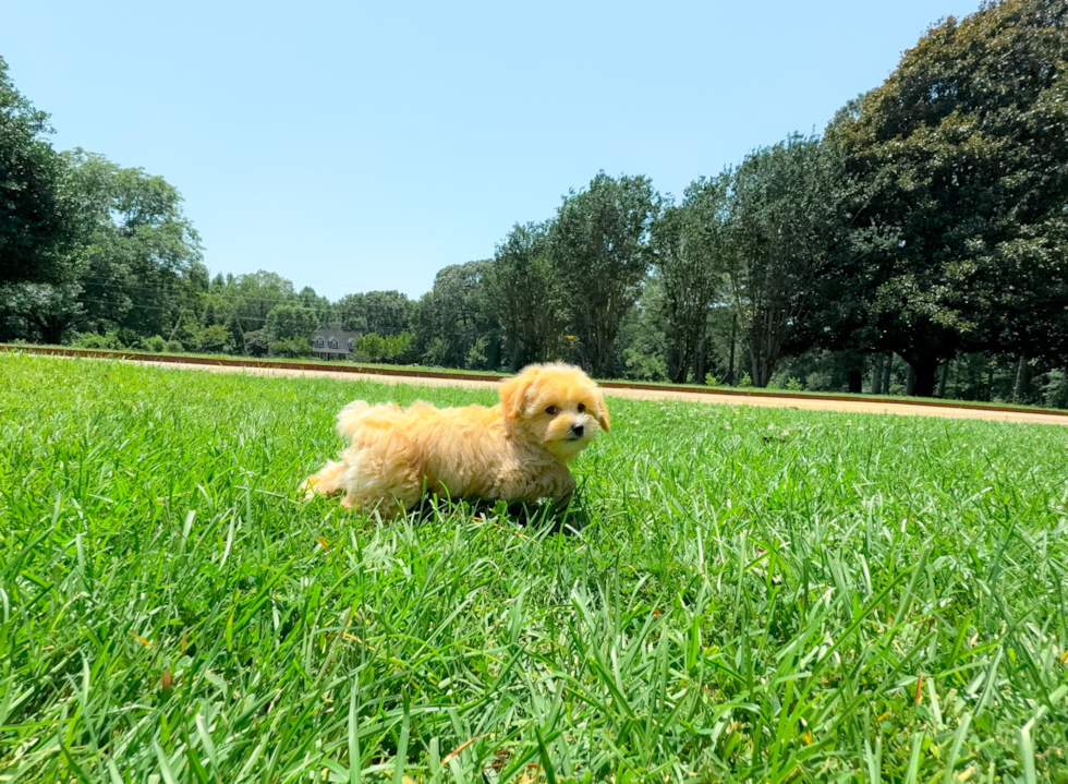 Maltipoo Pup Being Cute