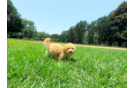 Best Maltipoo Baby