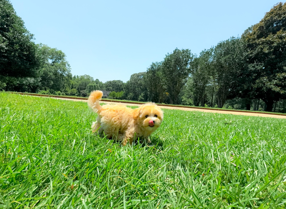 Best Maltipoo Baby