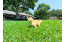 Maltipoo Puppy for Adoption