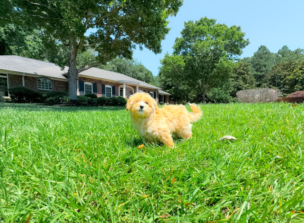 Maltipoo Puppy for Adoption