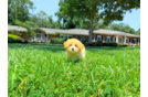 Cute Malt a Poo Poodle Mix Puppy