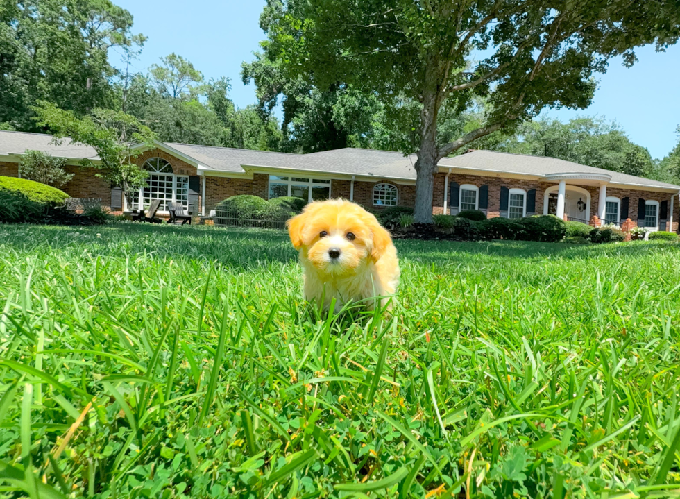 Cute Malt a Poo Poodle Mix Puppy
