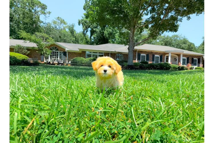 Cute Malt a Poo Poodle Mix Puppy