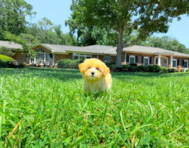 10 week old Maltipoo Puppy For Sale - Simply Southern Pups