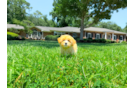 Cute Malt a Poo Poodle Mix Puppy