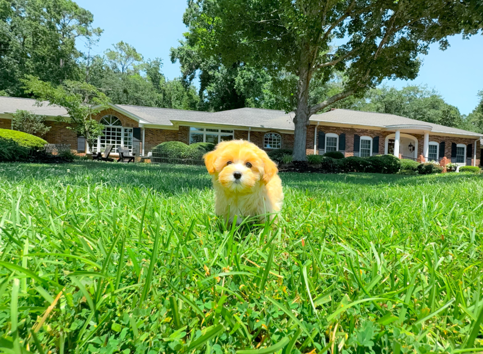 Cute Malt a Poo Poodle Mix Puppy