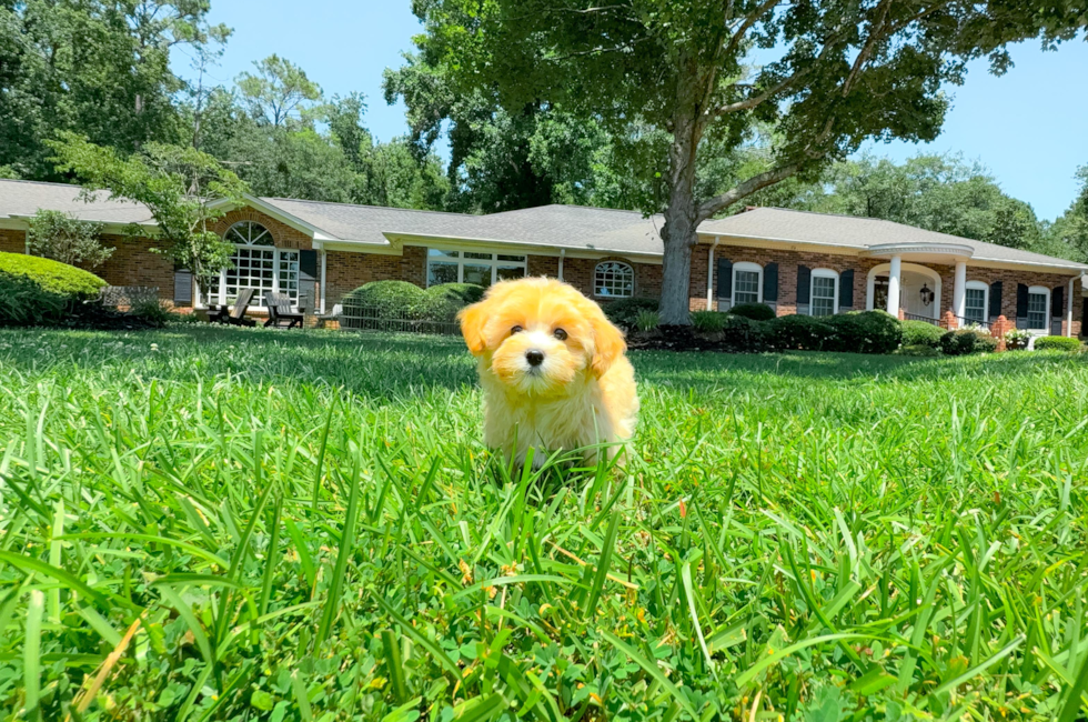 10 week old Maltipoo Puppy For Sale - Simply Southern Pups