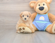 9 week old Maltipoo Puppy For Sale - Simply Southern Pups
