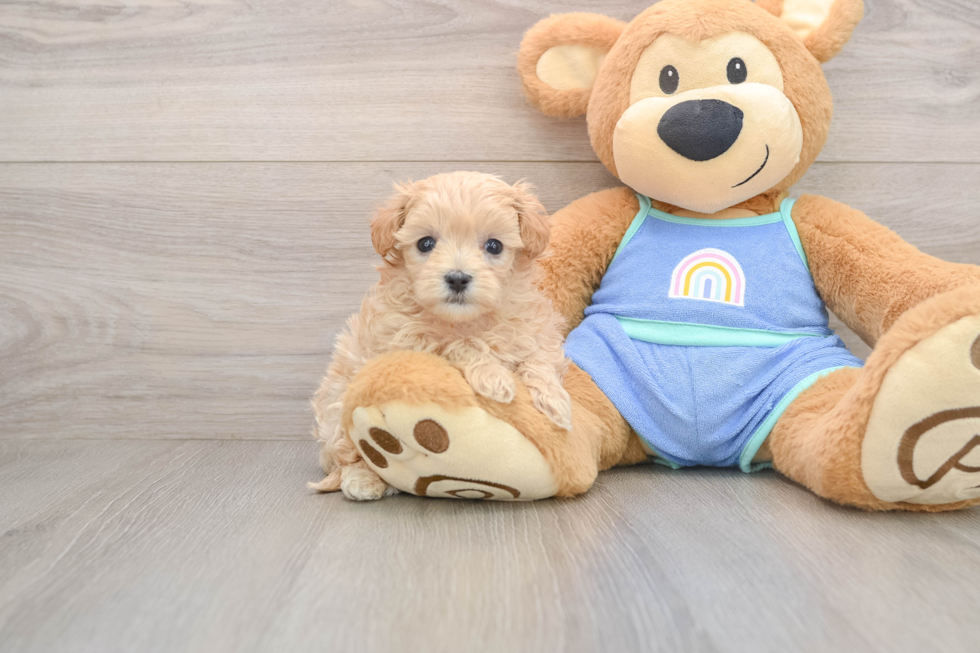 Maltipoo Puppy for Adoption