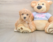 9 week old Maltipoo Puppy For Sale - Simply Southern Pups