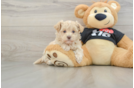 Maltipoo Puppy for Adoption