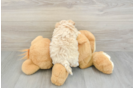 Playful Maltidoodle Poodle Mix Puppy