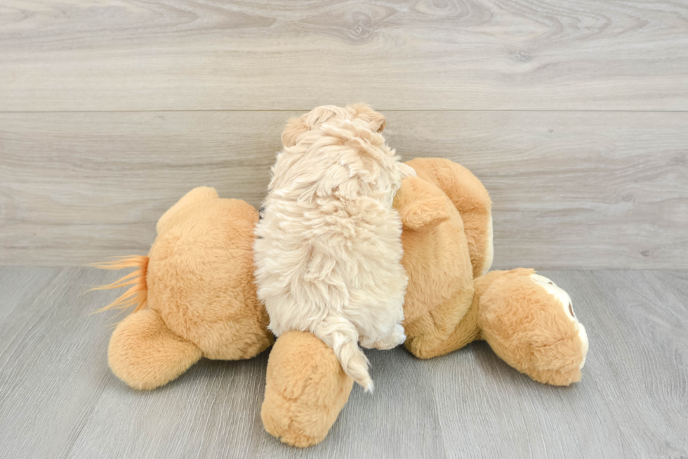 Playful Maltidoodle Poodle Mix Puppy