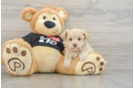 Maltipoo Puppy for Adoption