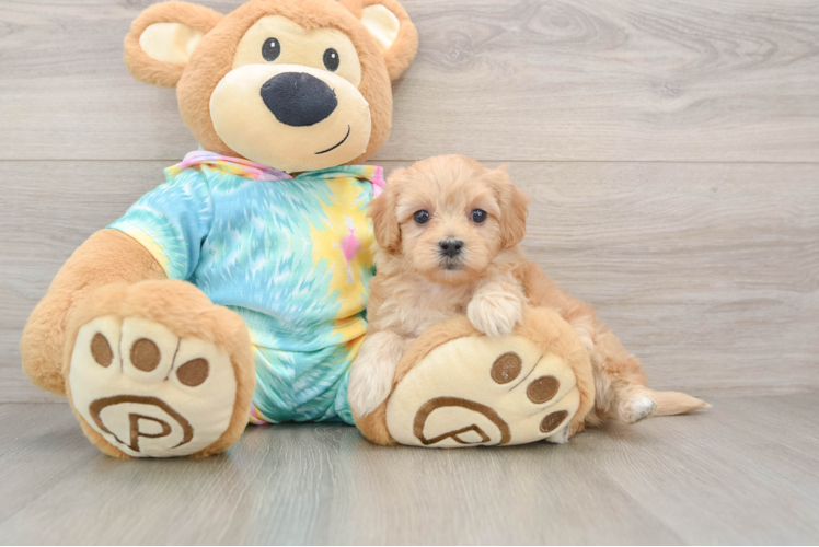Best Maltipoo Baby