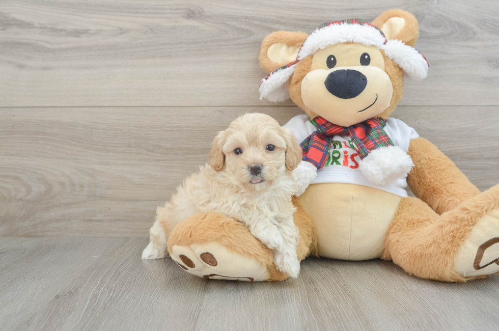 6 week old Maltipoo Puppy For Sale - Simply Southern Pups