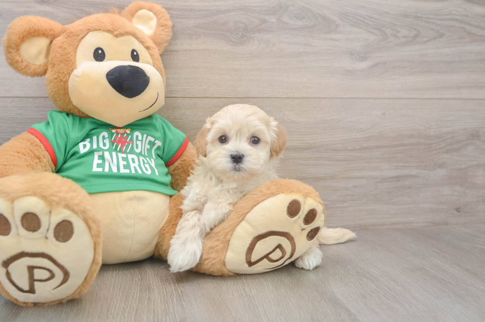 5 week old Maltipoo Puppy For Sale - Simply Southern Pups