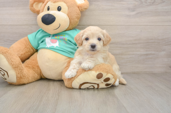 Maltipoo Pup Being Cute