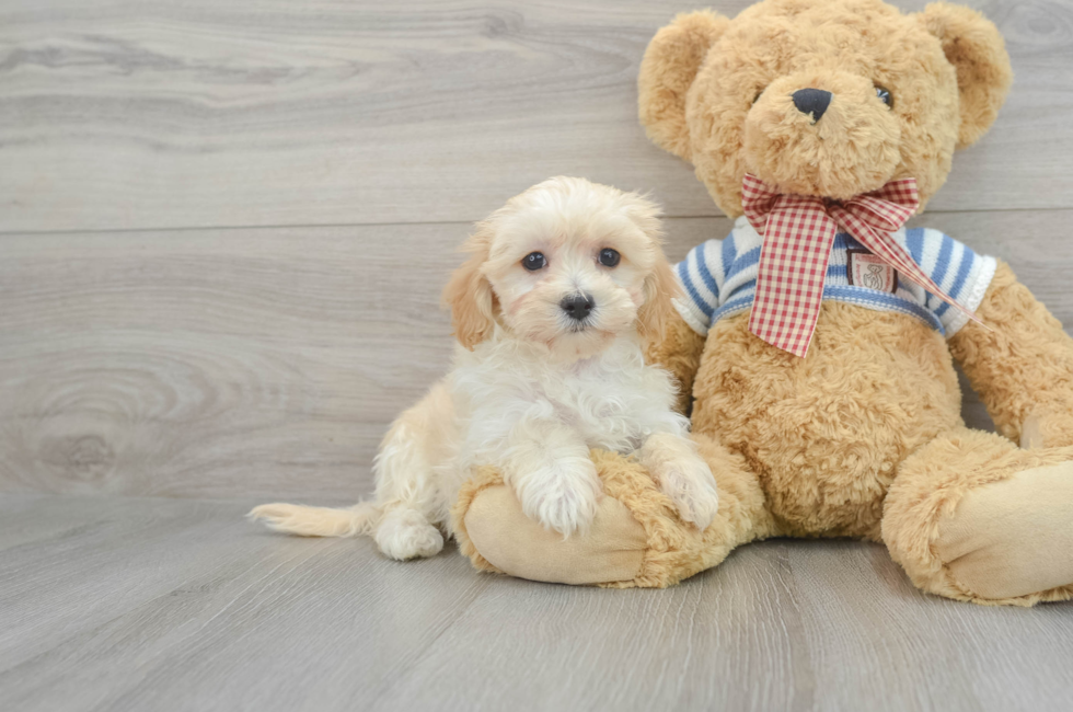 9 week old Maltipoo Puppy For Sale - Simply Southern Pups