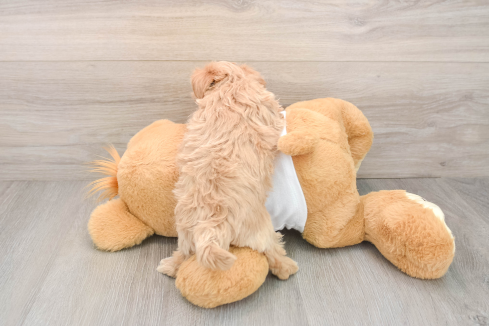 Maltipoo Pup Being Cute