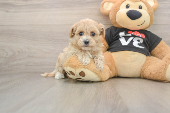 Sweet Maltipoo Baby