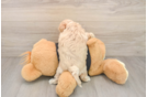 Little Malt a Poo Poodle Mix Puppy