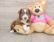 5 week old Mini Aussie Puppy For Sale - Simply Southern Pups