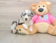 5 week old Mini Aussie Puppy For Sale - Simply Southern Pups