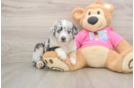 Akc Registered Mini Aussie Baby