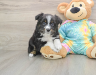 5 week old Mini Aussie Puppy For Sale - Simply Southern Pups
