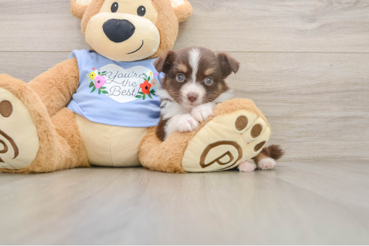 Best Mini Aussie Baby