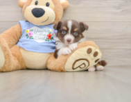 6 week old Mini Aussie Puppy For Sale - Simply Southern Pups