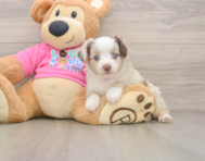 5 week old Mini Aussie Puppy For Sale - Simply Southern Pups