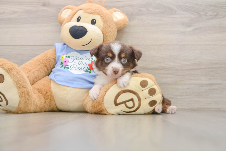 Mini Aussie Puppy for Adoption