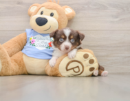 6 week old Mini Aussie Puppy For Sale - Simply Southern Pups