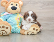 5 week old Mini Aussie Puppy For Sale - Simply Southern Pups