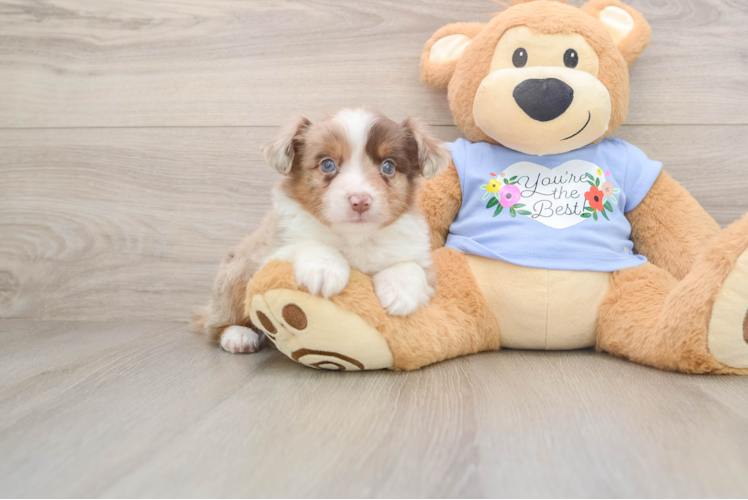 Mini Aussie Puppy for Adoption